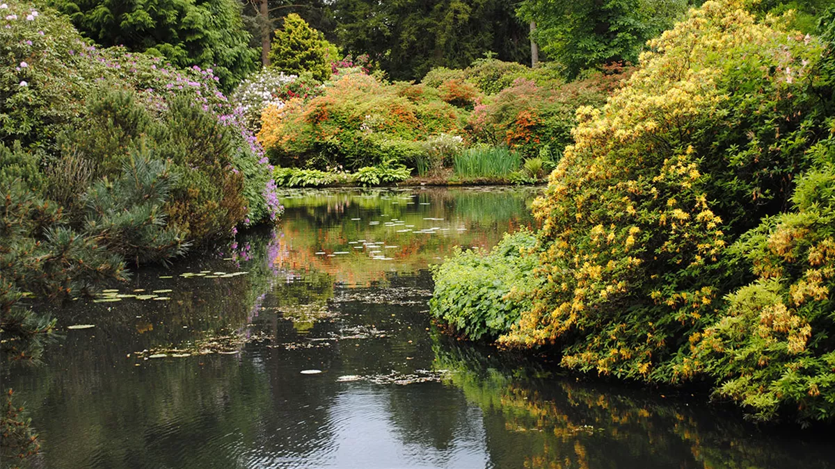 gartenteich-anlegen.jpg